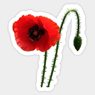 Red Poppy and Bud Sticker